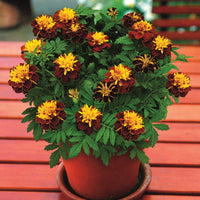 Marigold Super Hero™ Spry Seed