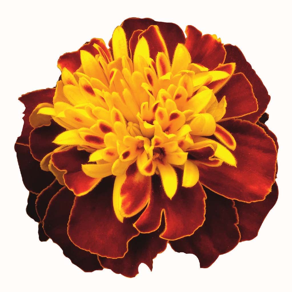 Marigold Super Hero™ Spry Seed