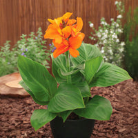 Canna South Pacific Orange F1 Seed