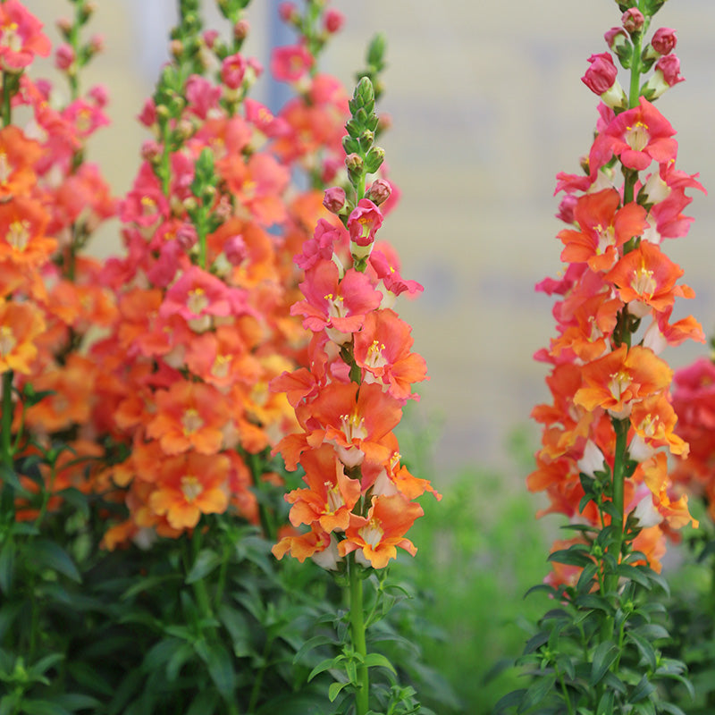 Snapdragon Chantilly Bronze F1 Seed