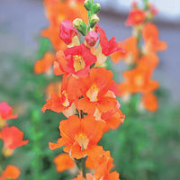 Snapdragon Chantilly Bronze F1 Seed