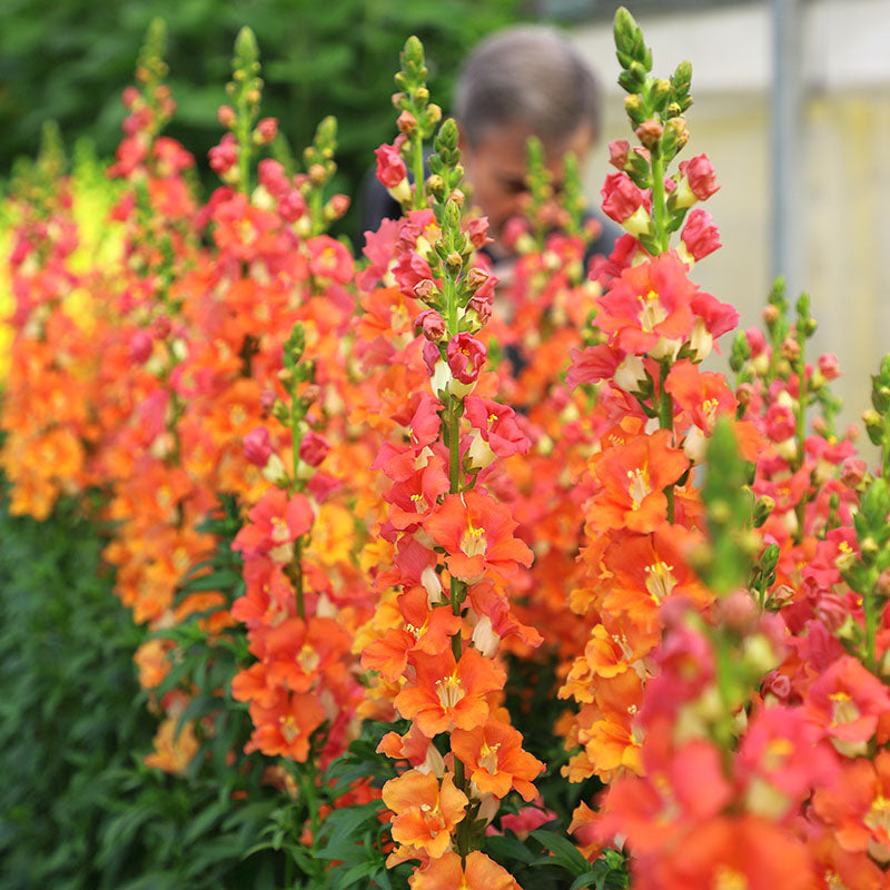 Snapdragon Chantilly Bronze F1 Seed