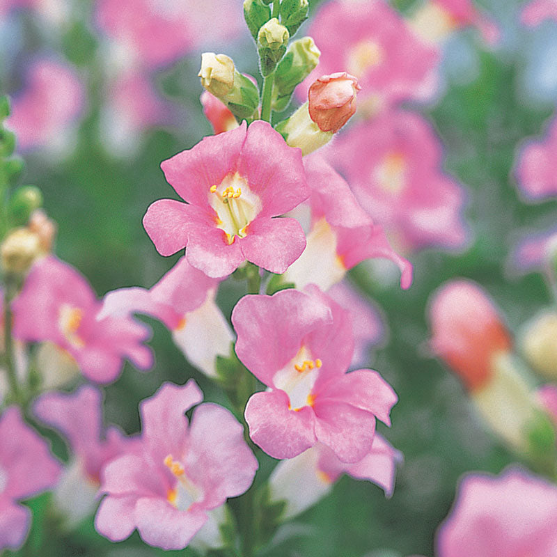 Snapdragon Chantilly Light Pink F1 Seed