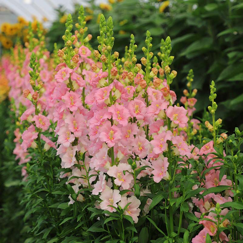 Snapdragon Chantilly Light Pink F1 Seed