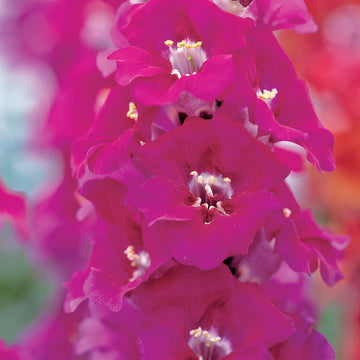 Snapdragon Chantilly Purple F1 Seed