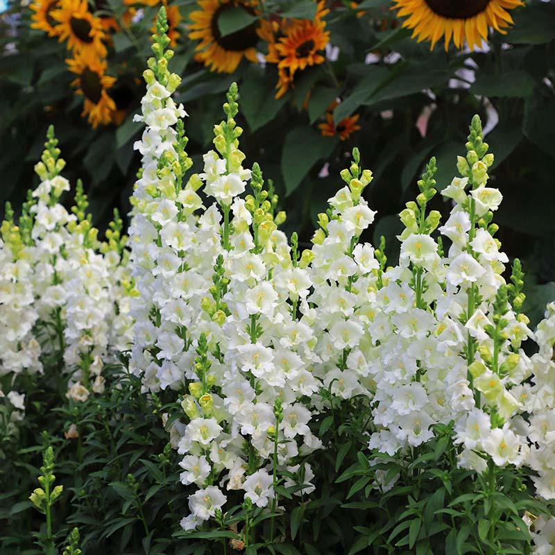 Snapdragon Chantilly White F1 Seed