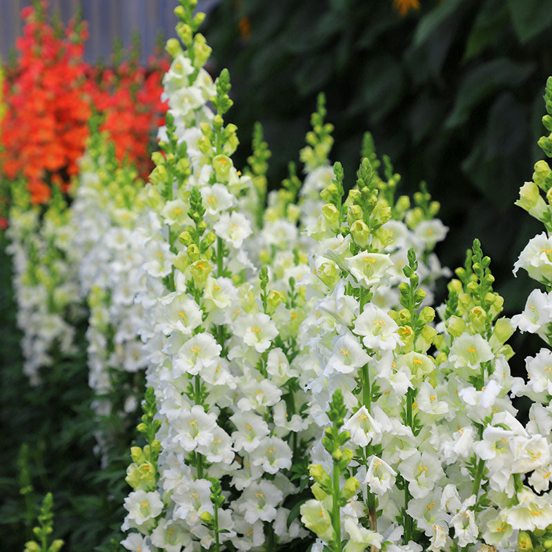 Snapdragon Chantilly White F1 Seed