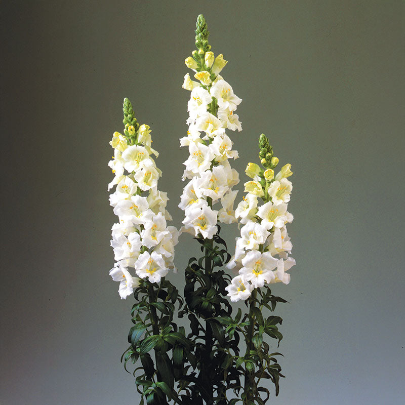 Snapdragon Chantilly White F1 Seed