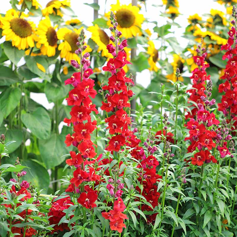 Snapdragon Chantilly Mix F1 Seed