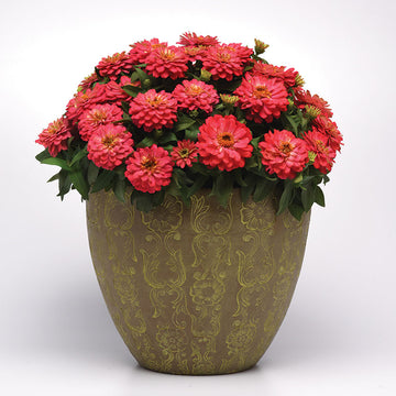 Zinnia Zahara Double Salmon Seed