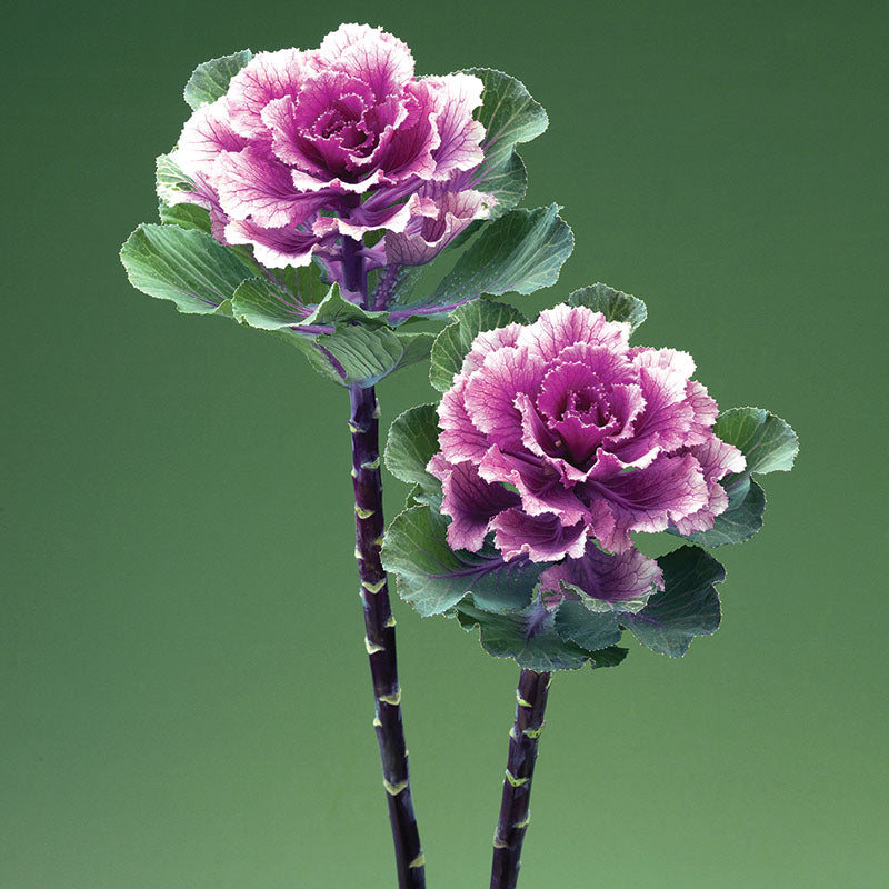 Ornamental Kale Flare™ Rose F1 Seed