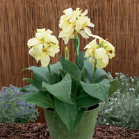 Canna South Pacific Ivory F1 Seed