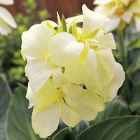 Canna South Pacific Ivory F1 Seed