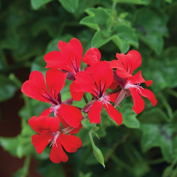 Geranium Reach Out Red F1 Seed