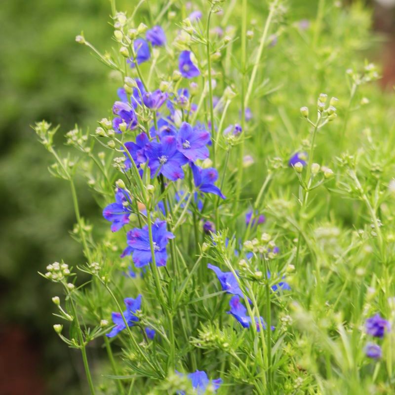 Delphinium Jenny's Pearl Blue F1 Seed