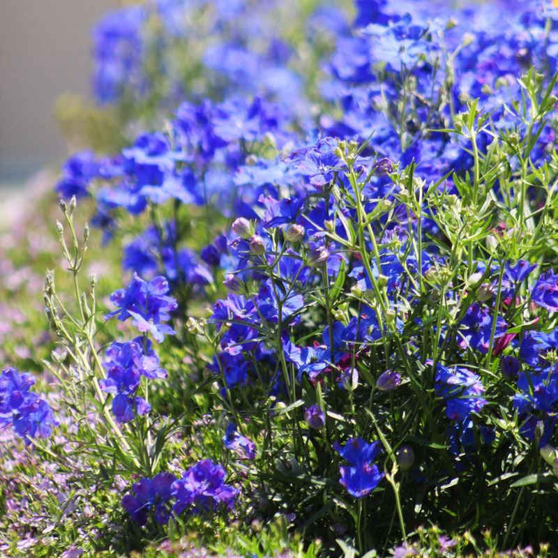 Delphinium Jenny's Pearl Blue F1 Seed