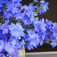 Delphinium Jenny's Pearl Blue F1 Seed