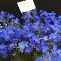 Delphinium Jenny's Pearl Blue F1 Seed