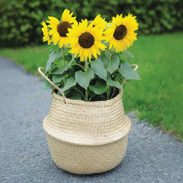 Sunflower Bert® F1 Seed