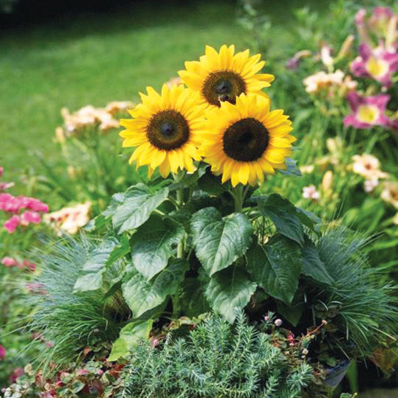 Sunflower Bert® F1 Seed