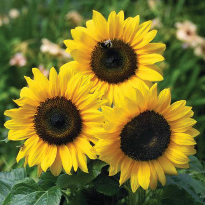 Sunflower Bert® F1 Seed