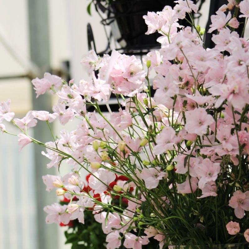 Delphinium Jenny's Pearl Pink F1 Seed