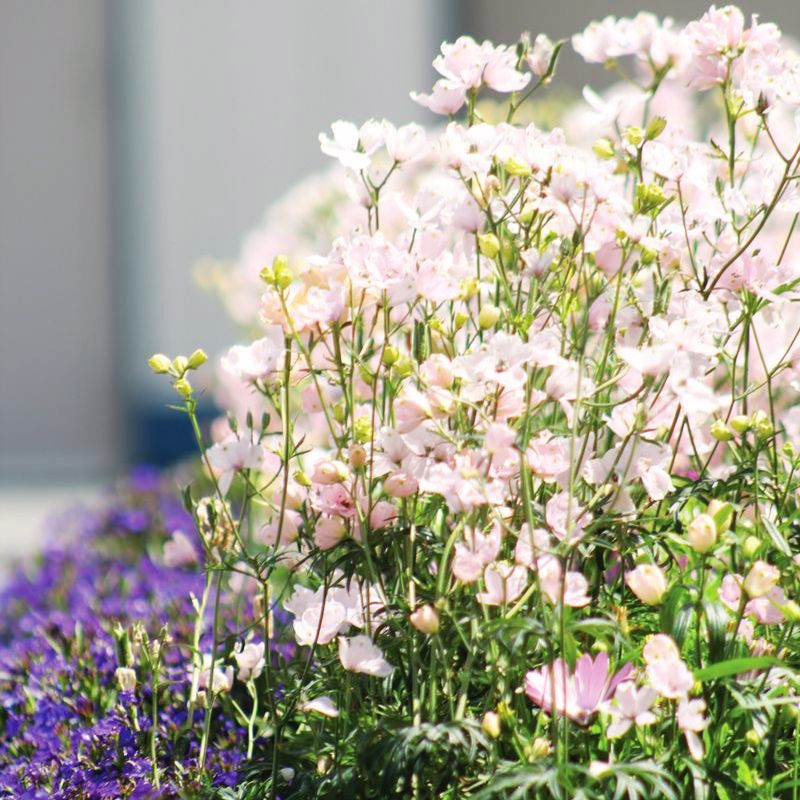 Delphinium Jenny's Pearl Pink F1 Seed