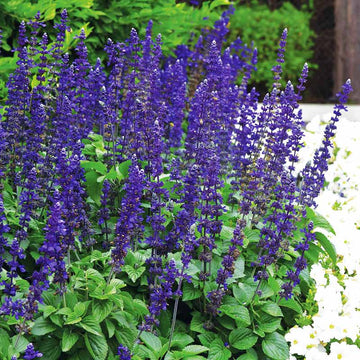 Salvia Big Blue Seed