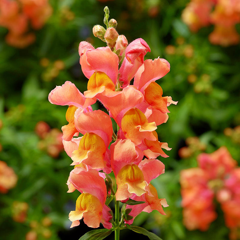 Snapdragon Snaptini Mix F1 Seed