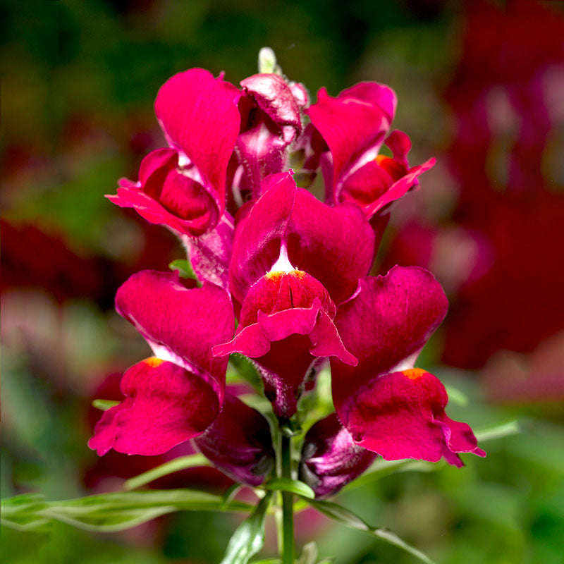 Snapdragon Snaptini Mix F1 Seed