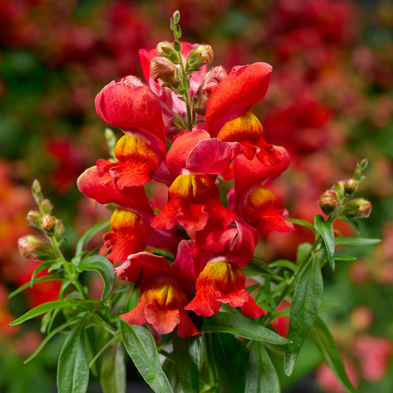 Snapdragon Snaptini Mix F1 Seed