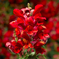 Snapdragon Snaptini Mix F1 Seed