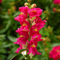 Snapdragon Snaptini Mix F1 Seed