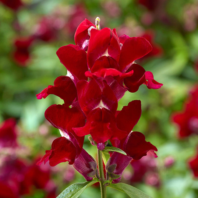 Snapdragon Snaptini Mix F1 Seed