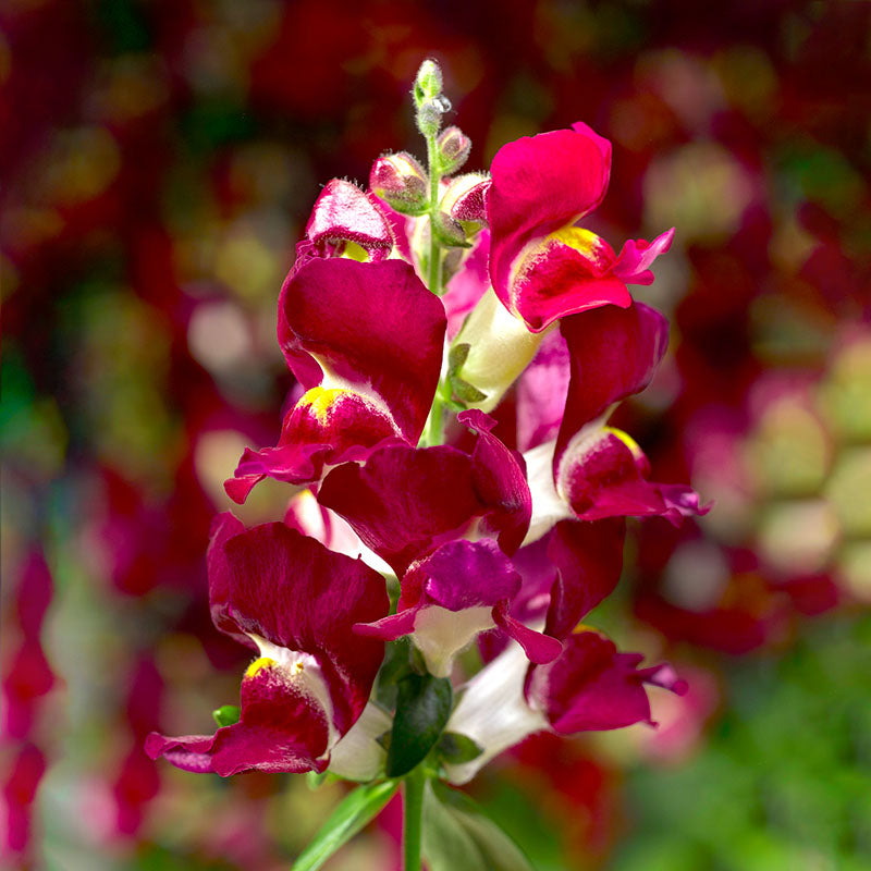 Snapdragon Snaptini Mix F1 Seed