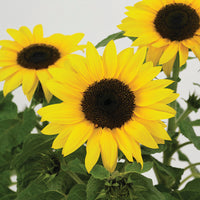 Sunflower SunBuzz F1 Seed