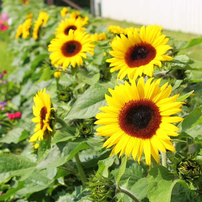 Sunflower SunBuzz F1 Seed