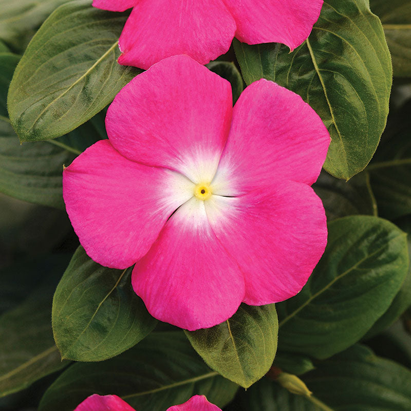 Vinca Titan Rose Halo F1 Seed