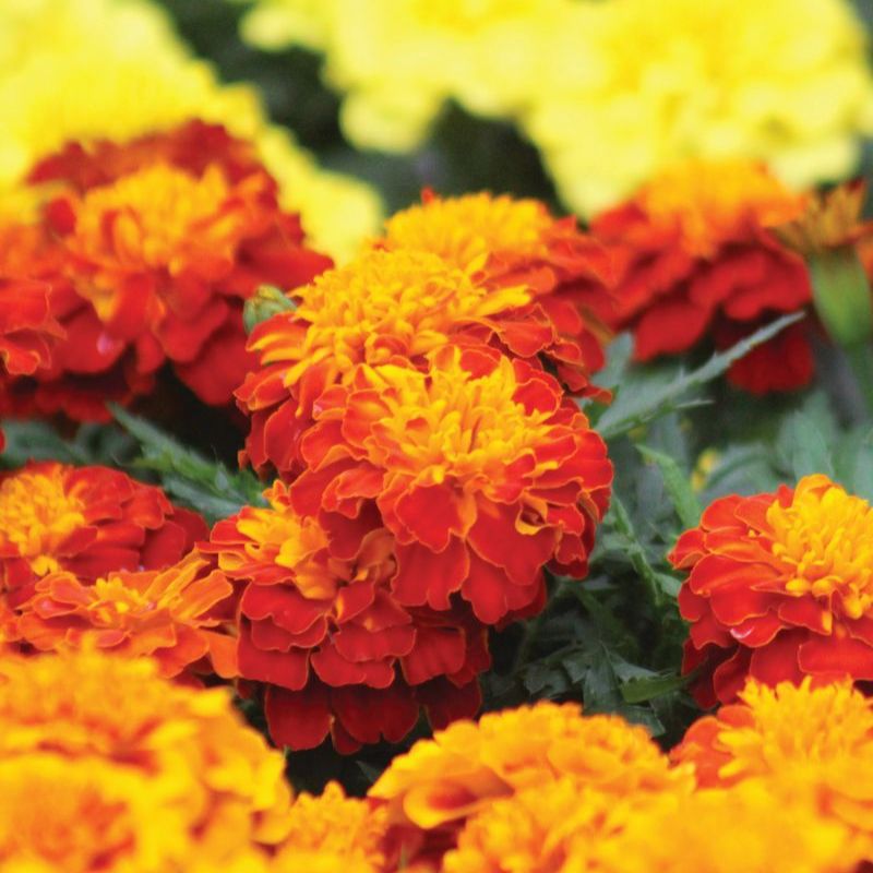 Marigold Super Hero™ Harmony Seed