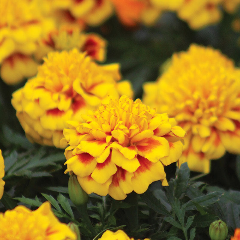 Marigold Super Hero™ Yellow Bee Seed