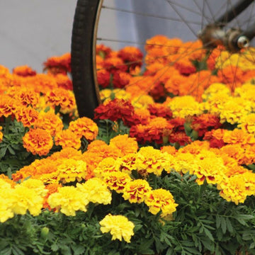 Marigold Super Hero™ Mix Seed