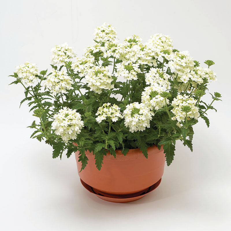 Verbena Obsession™ Cascade White Seed