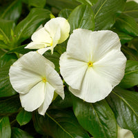 Vinca Cora Cascade White F1 Seed