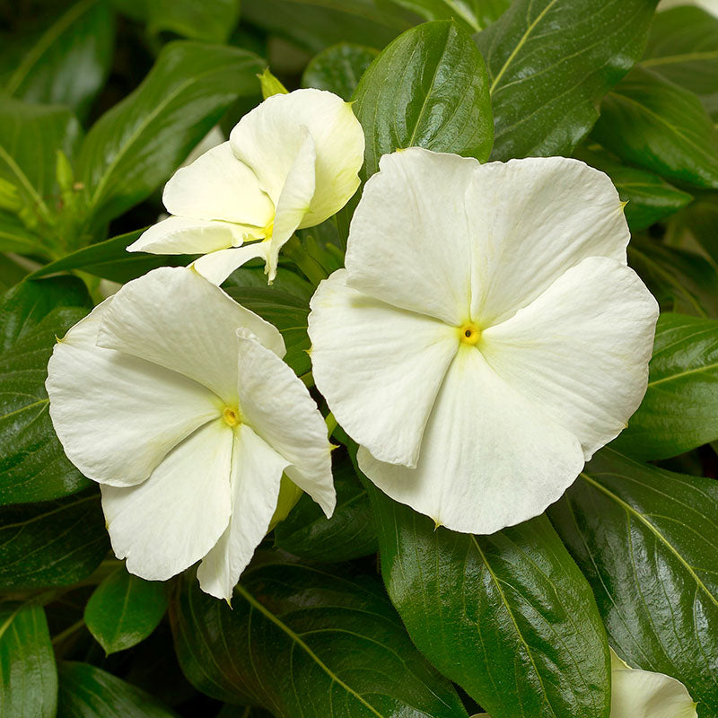 Vinca Cora Cascade White F1 Seed