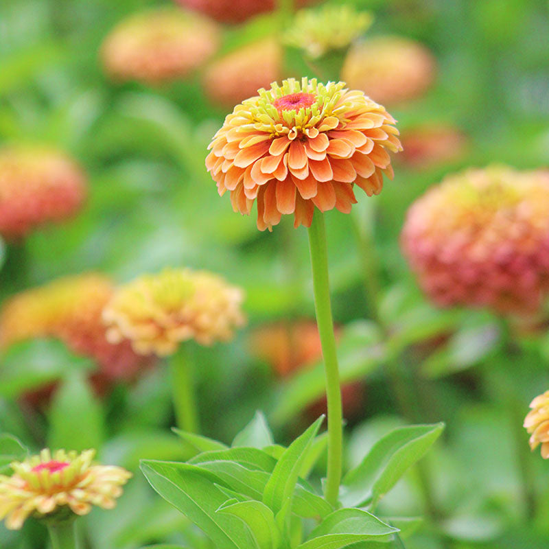 Zinnia Queeny Lime Orange Seed