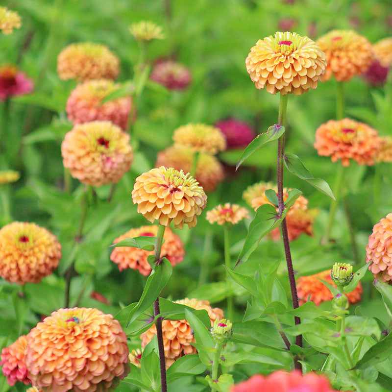 Zinnia Queeny Lime Orange Seed