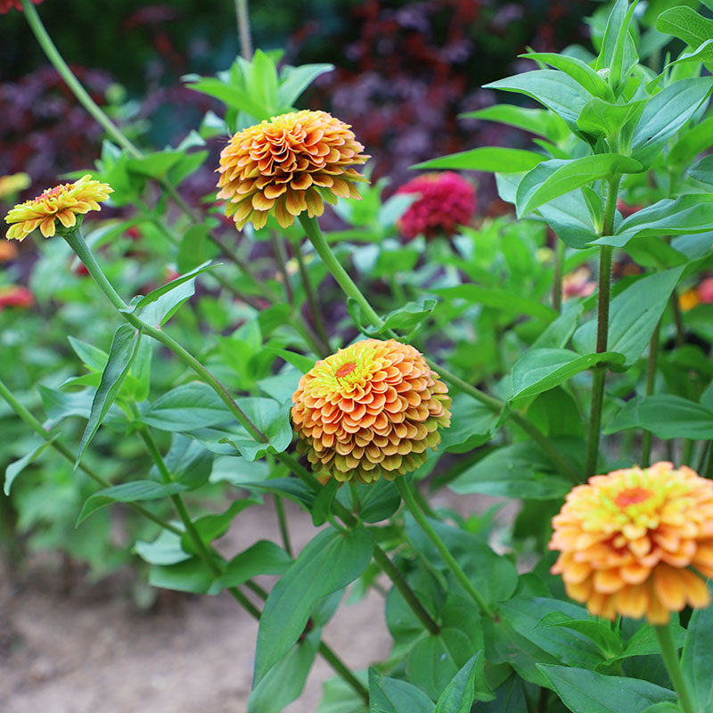 Zinnia Queeny Lime Orange Seed