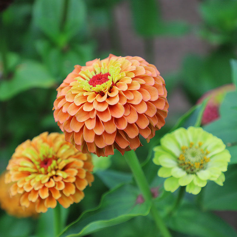 Zinnia Queeny Lime Orange Seed