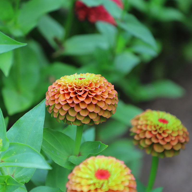 Zinnia Queeny Lime Orange Seed