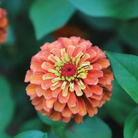 Zinnia Queeny Lime Orange Seed